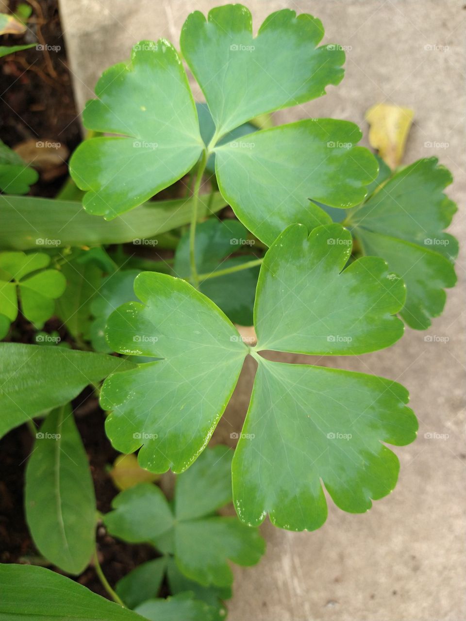 Columbine leaf