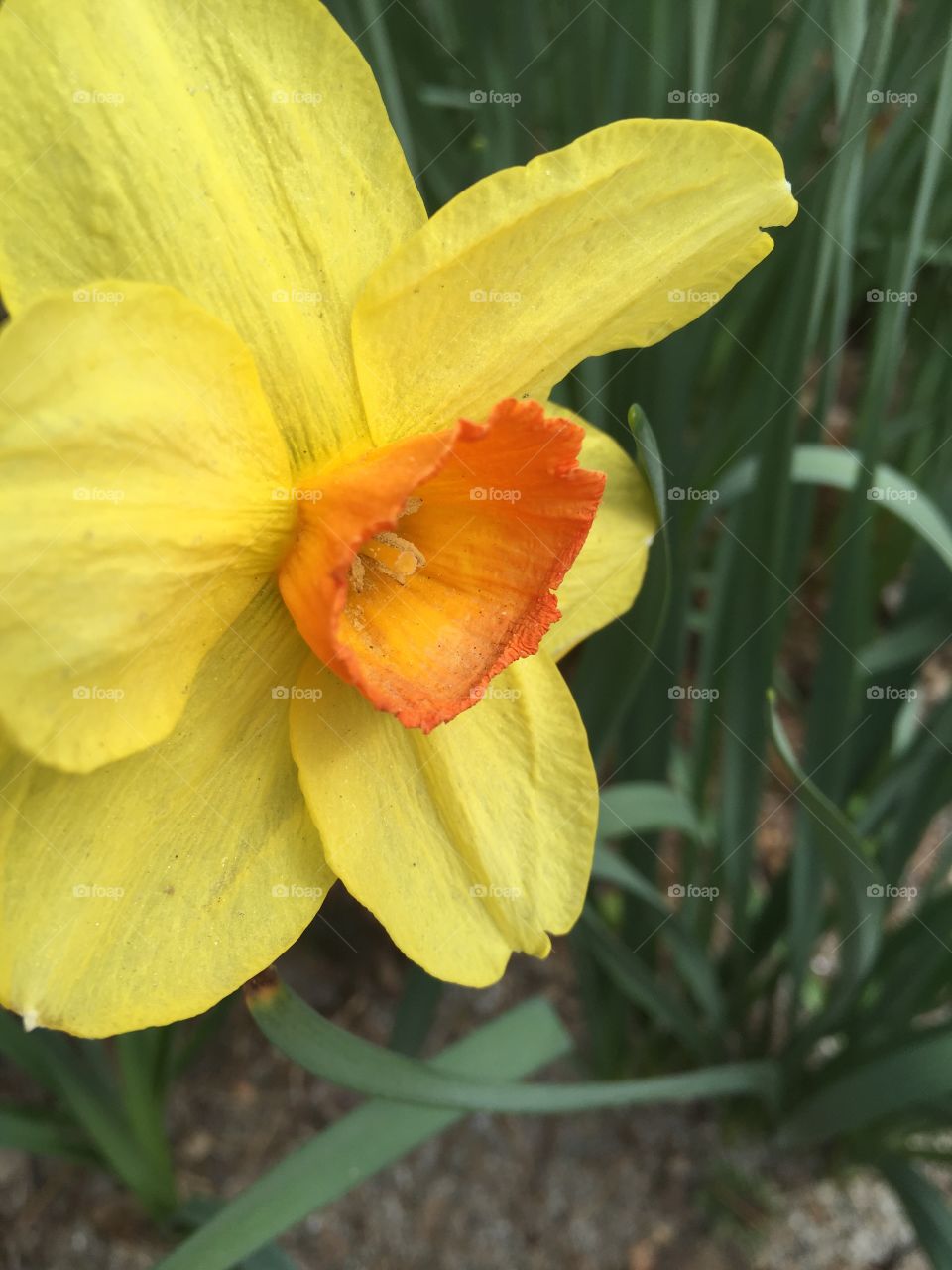 Close-up of yellow flower