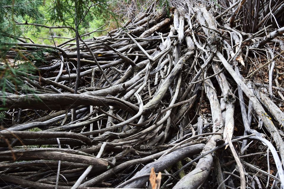 Root tangle
