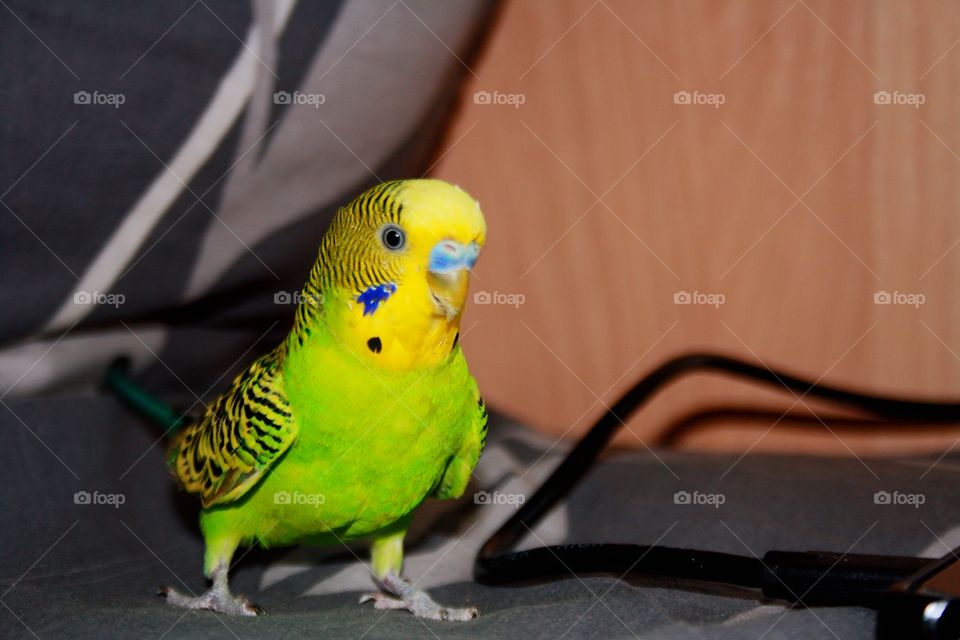 Parrot