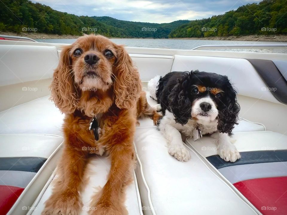 Two cute old Cavalier dog sitting on a boat 