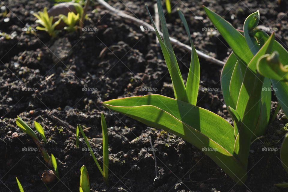 green plant growing in ground spring nature