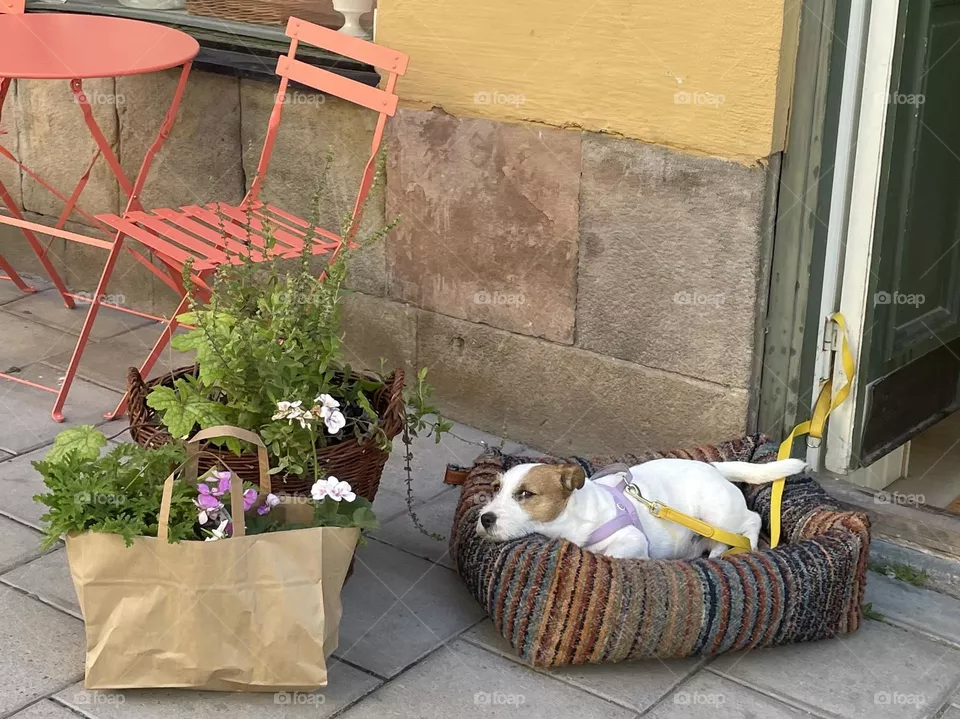 Shop owner’s dog resting in a dog bed.