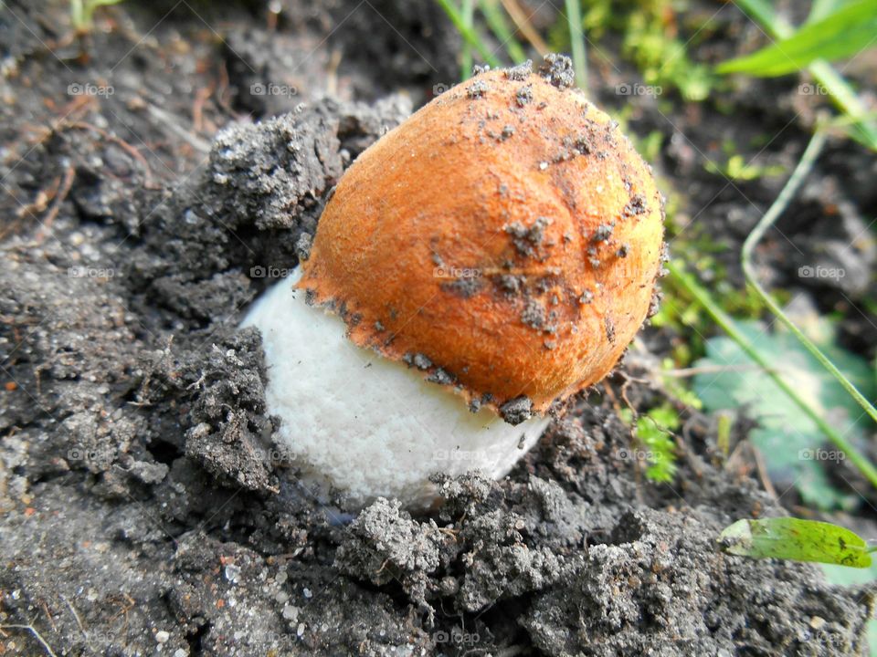 boletus on a earth