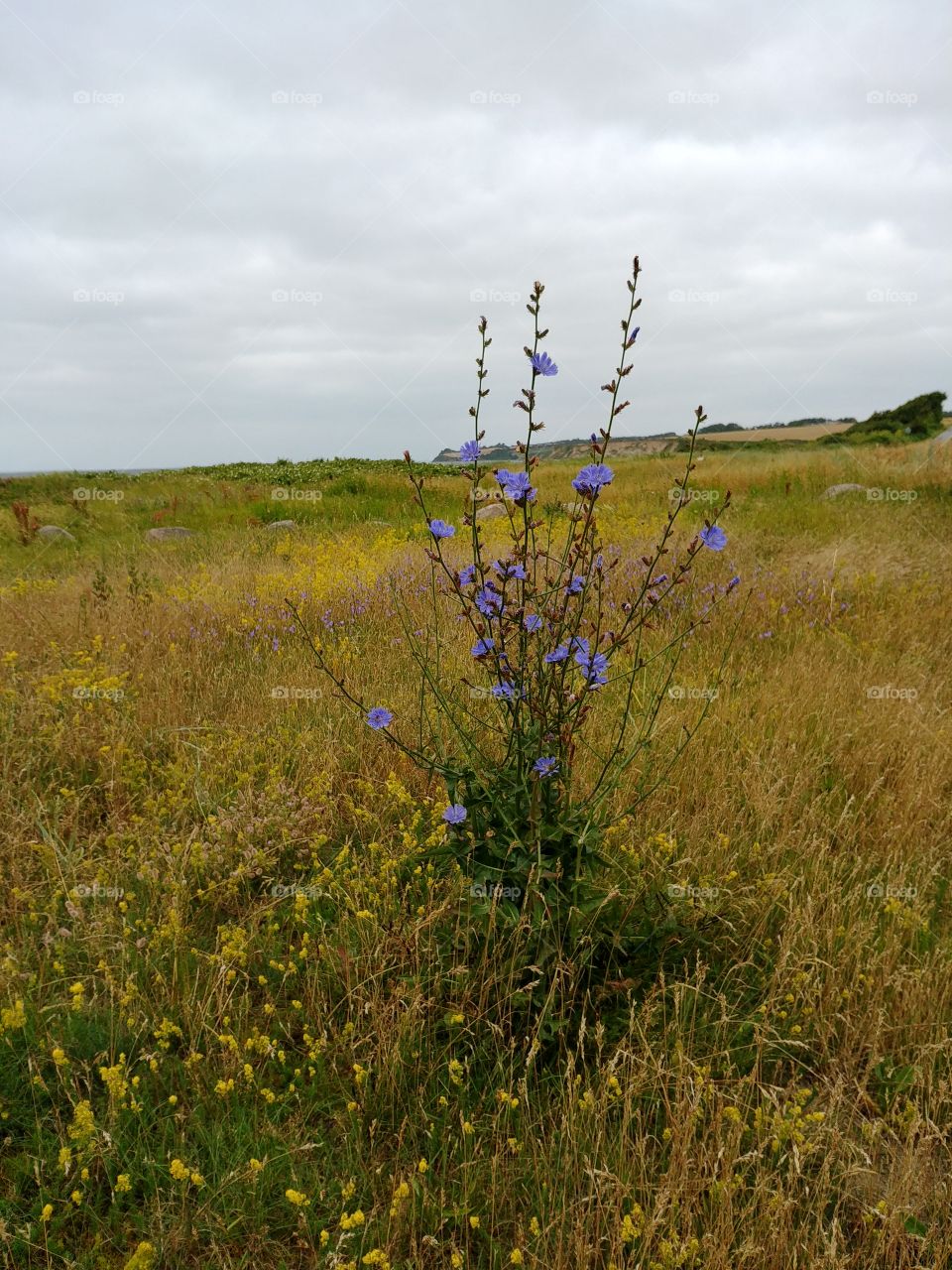 wiese blume Flower blumen land country wildflower