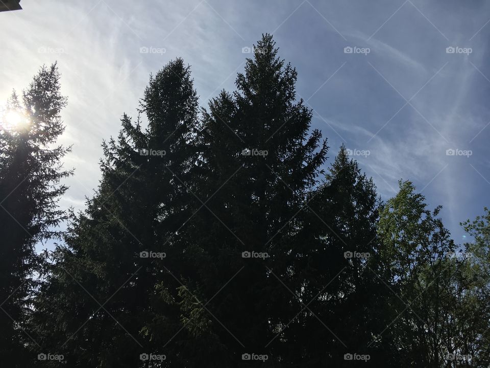 Fluffy clouds with some evergreens