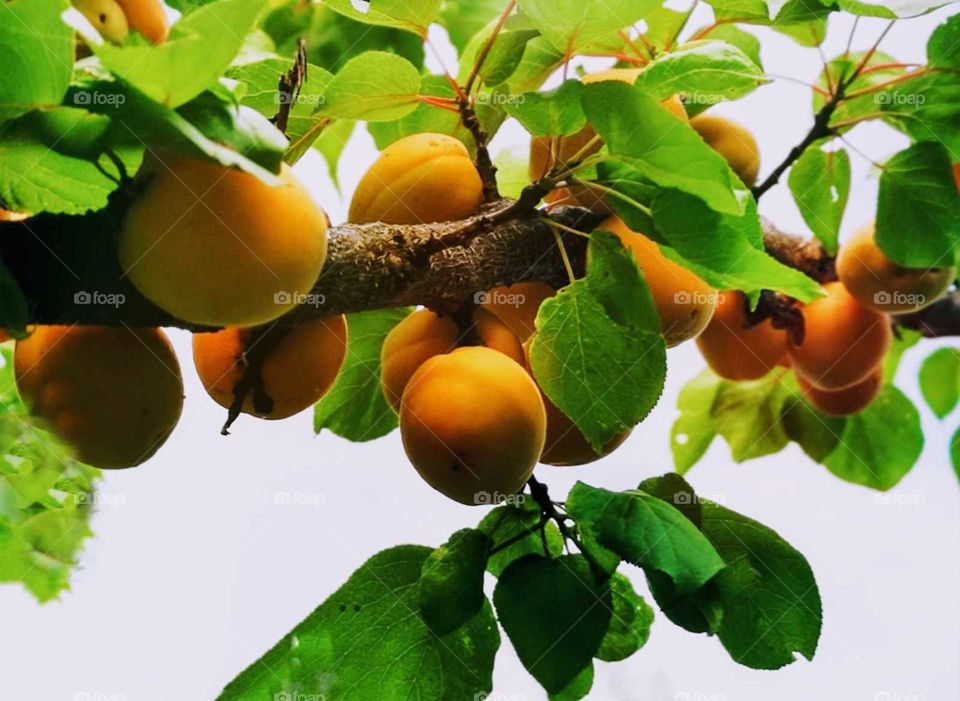 apricot fruit tree glowing in the sun