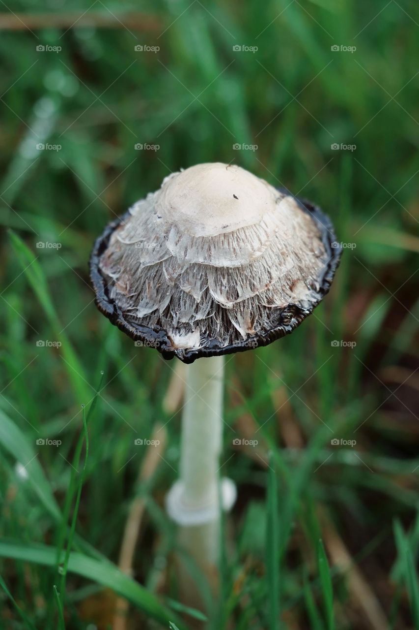 Mushroom