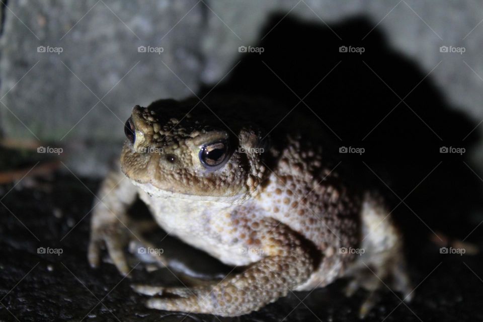 Angry frog/toad at night illuminated by a torchlight and casting shadows on the wall.