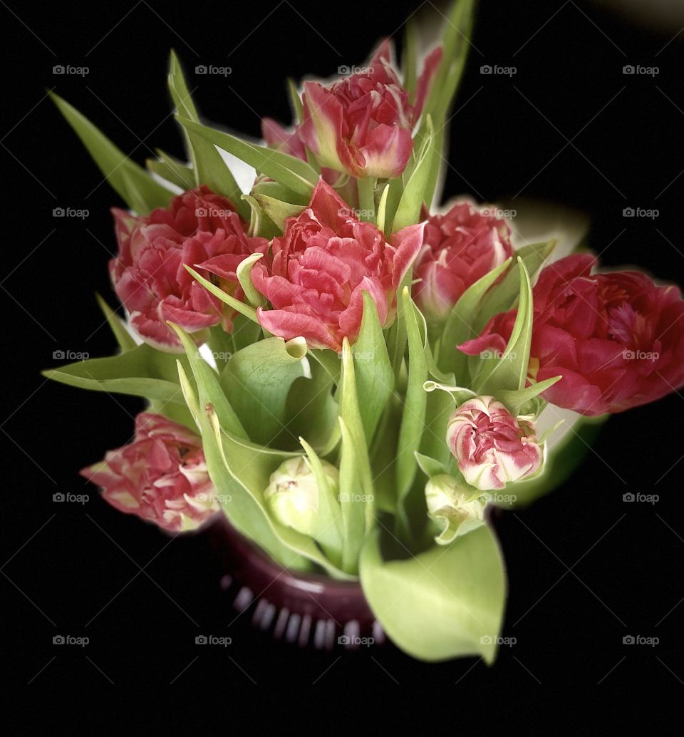 Wonderful tulips 🌷