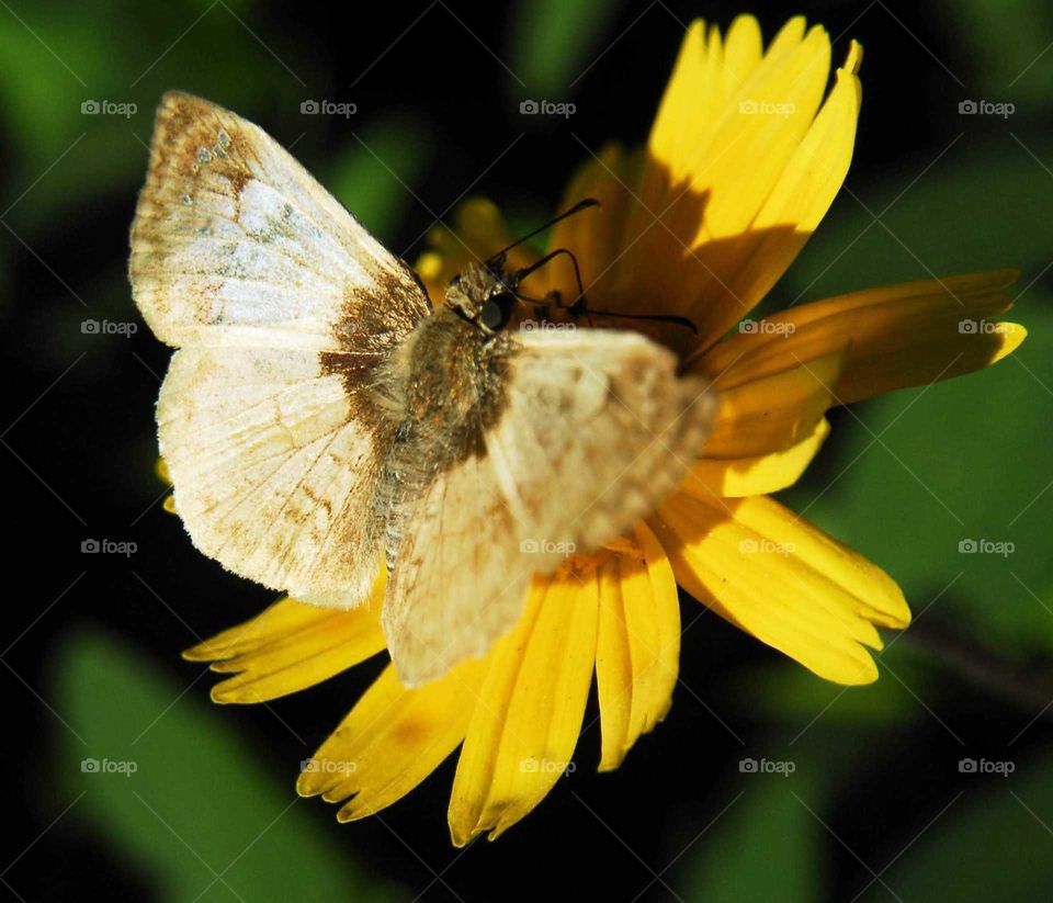 a lovely butterfly on the yellow flower in the garden in a sunny