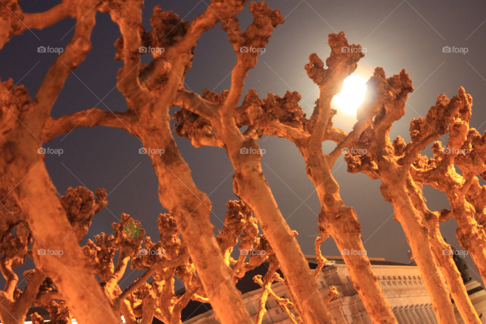 trees abstract moon moonlight by JoeyWatt
