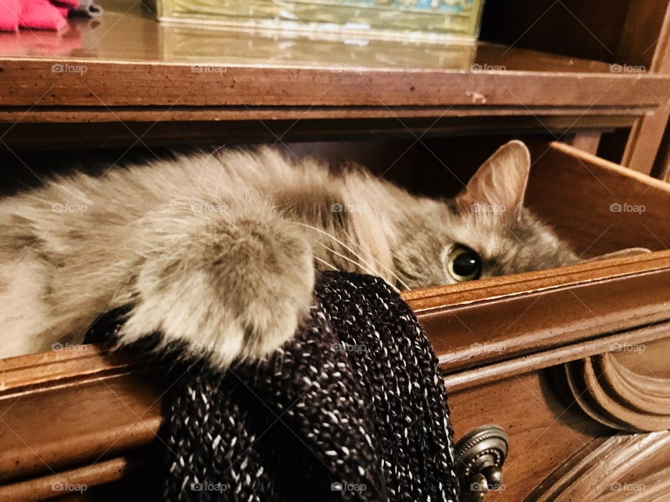 Cat in the drawer 