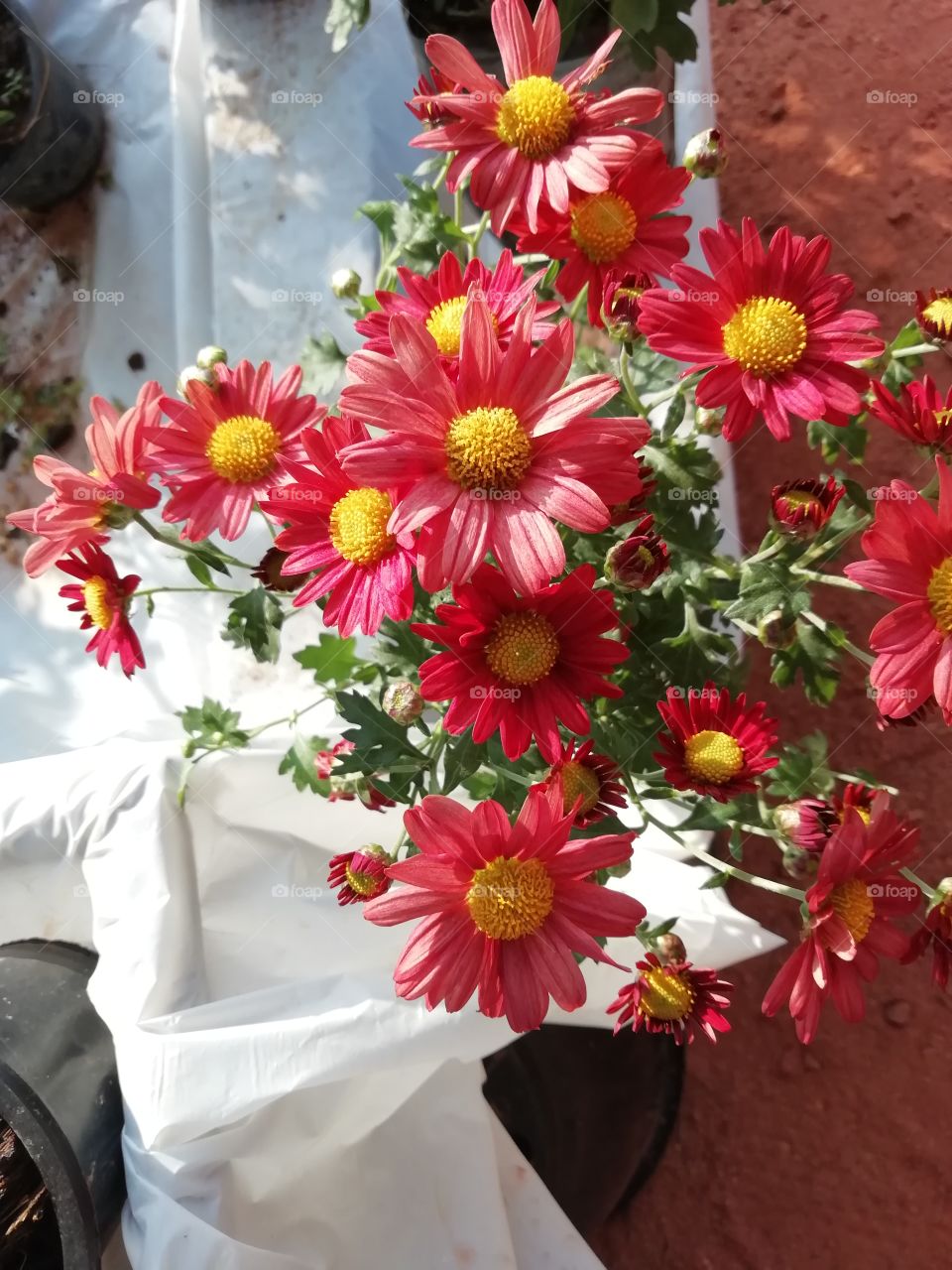 More pictures of a village flower exhibition