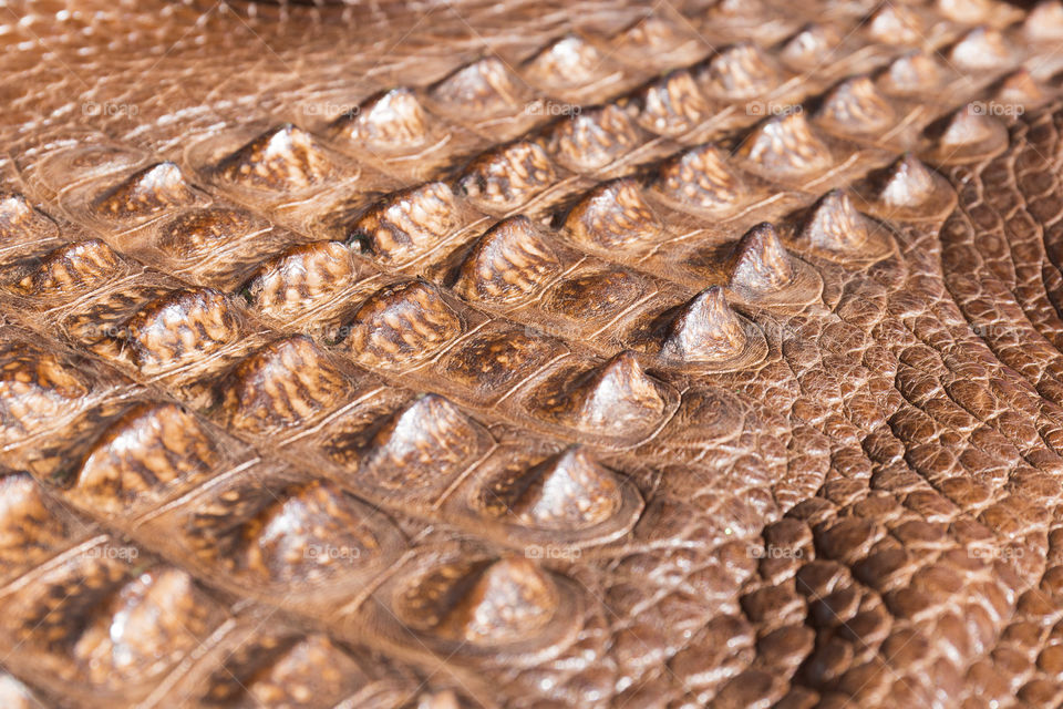 Close up of American alligator skin dyed leather 