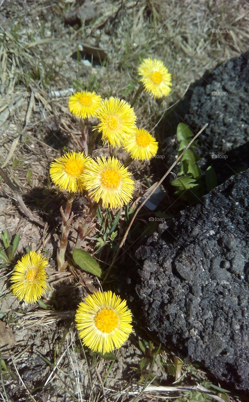 Nature, Flora, Flower, Summer, Grass