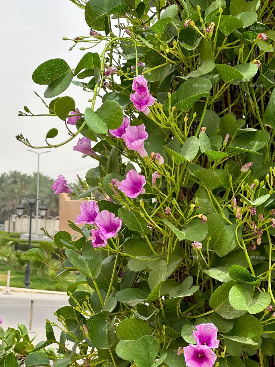 Urban nature; plants 