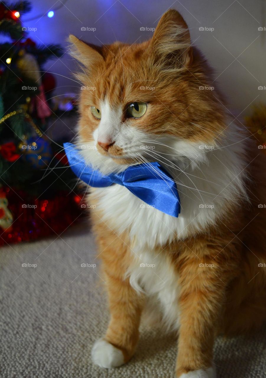 cat beautiful portrait in blue 💙 bow tie, Christmas decorations and gifts winter holiday