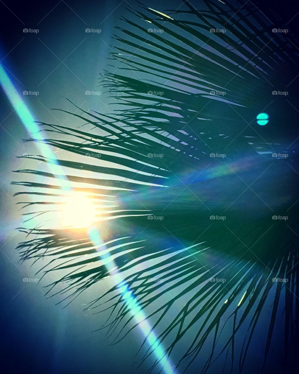 Illuminating Sun ray coming through palm leaf in California 