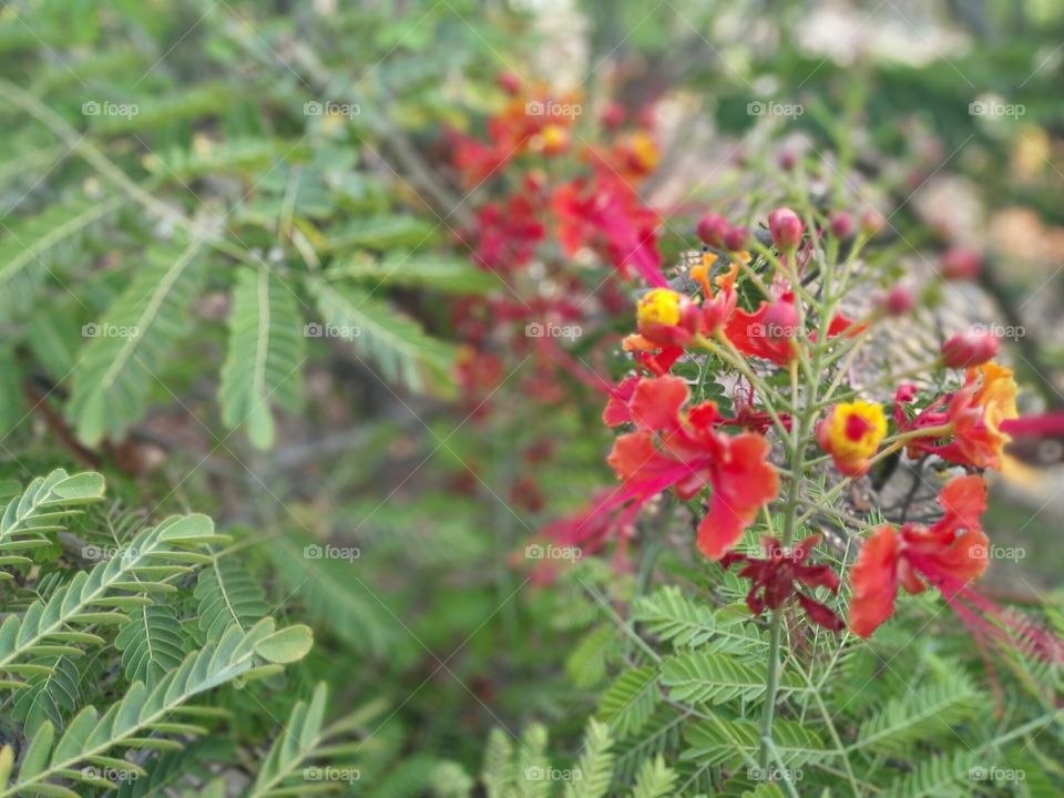 Flowers in the middle of leaves of trees