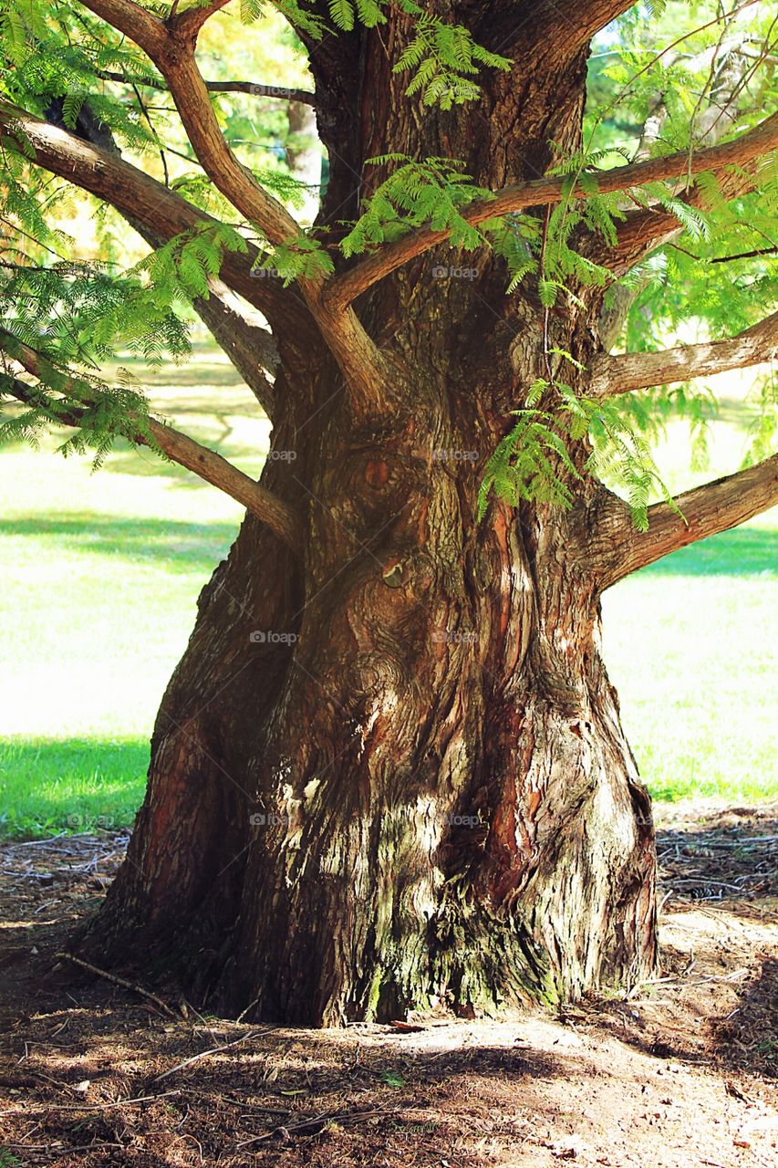 Fern tree