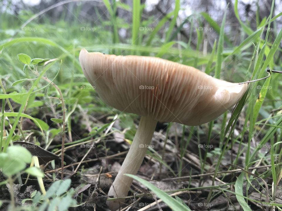 Wild mushroom 