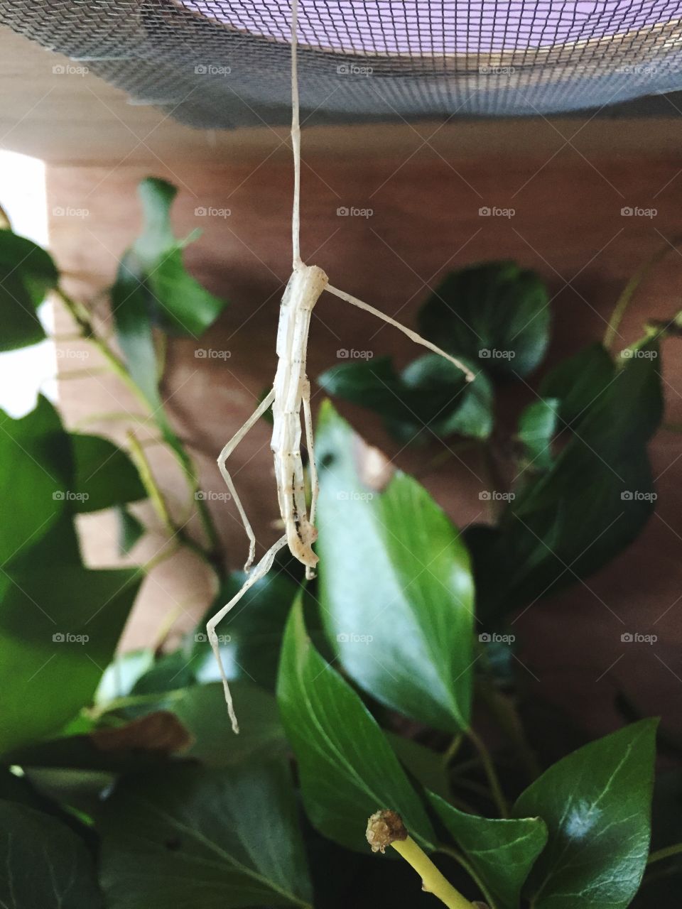 Old skin left by a phasm