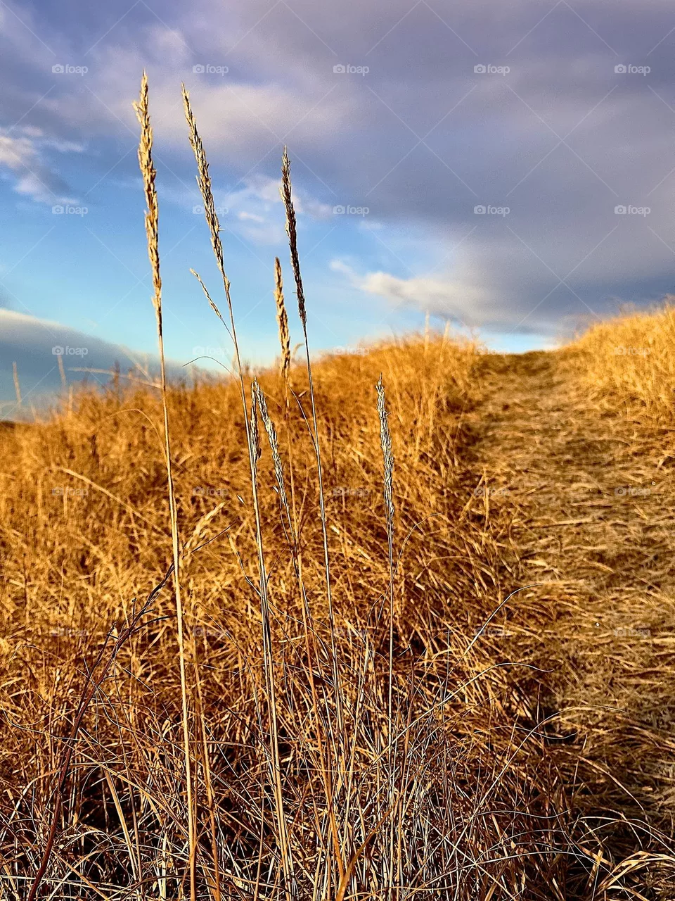 GOLDEN BEAUTIFUL CALGARY ALBERTA FIELDS 