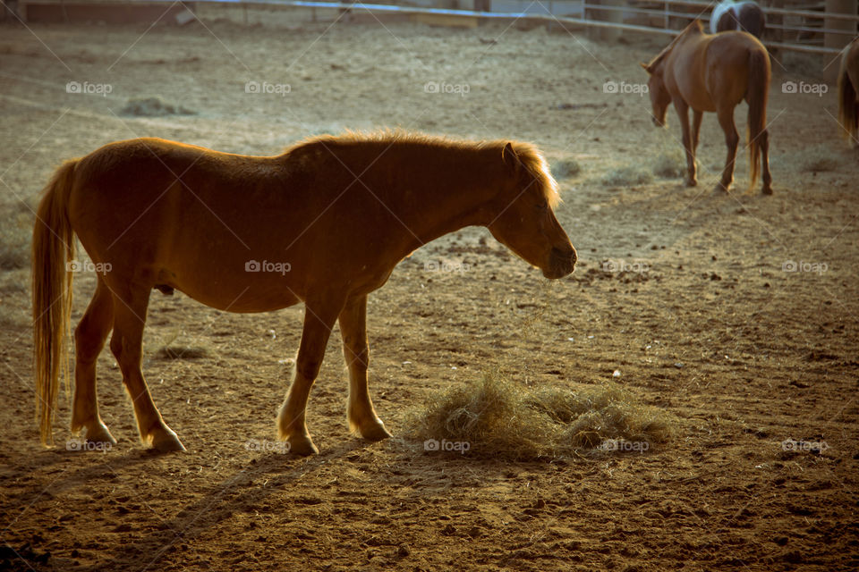 horse on a golden hour