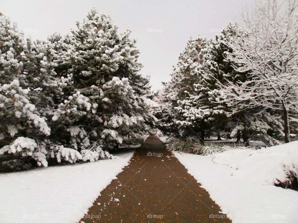 Snowy path in Longmont, Colorado