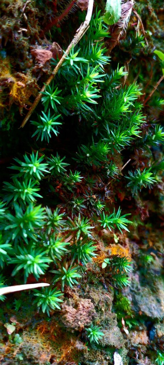 naturelove, green plants