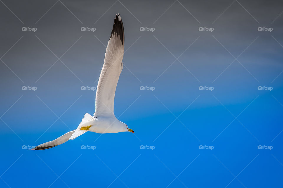 Seagull flying . close up picture of a seagull flying with blue sky