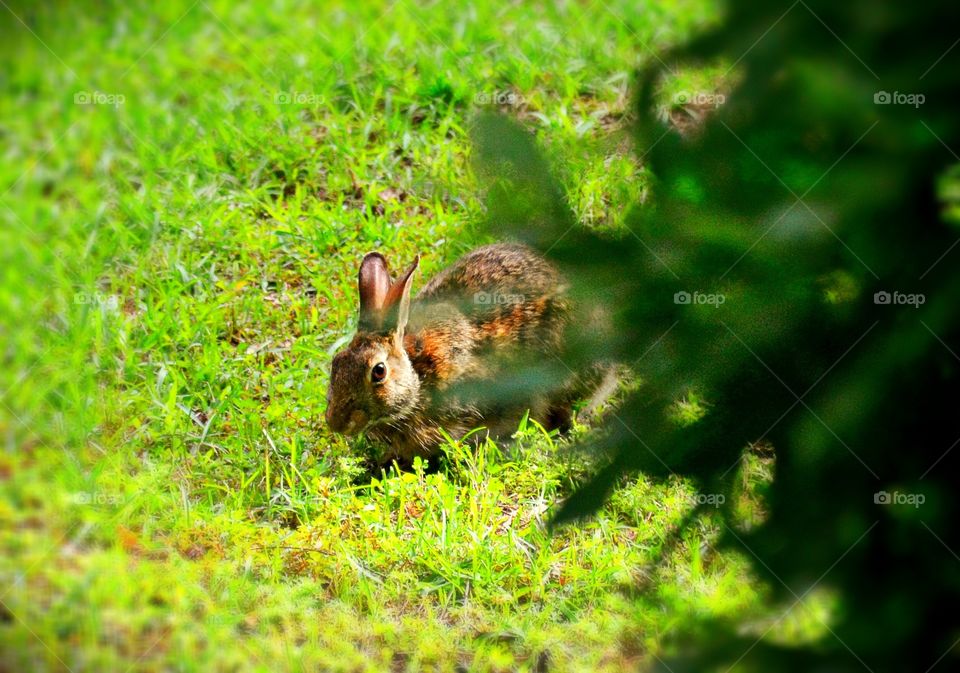 Rabbit on grassy field