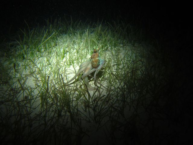 Night squid