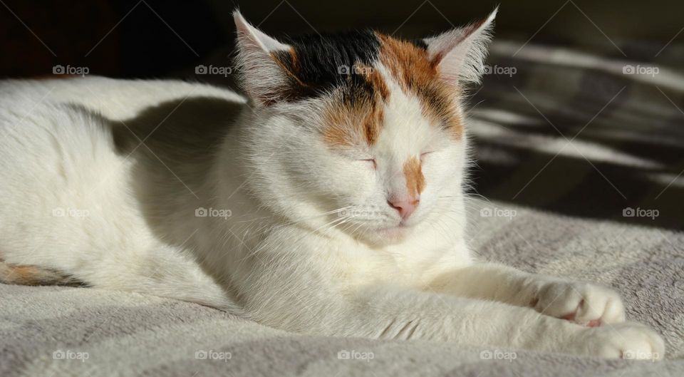 cat sleeping home in sunlight