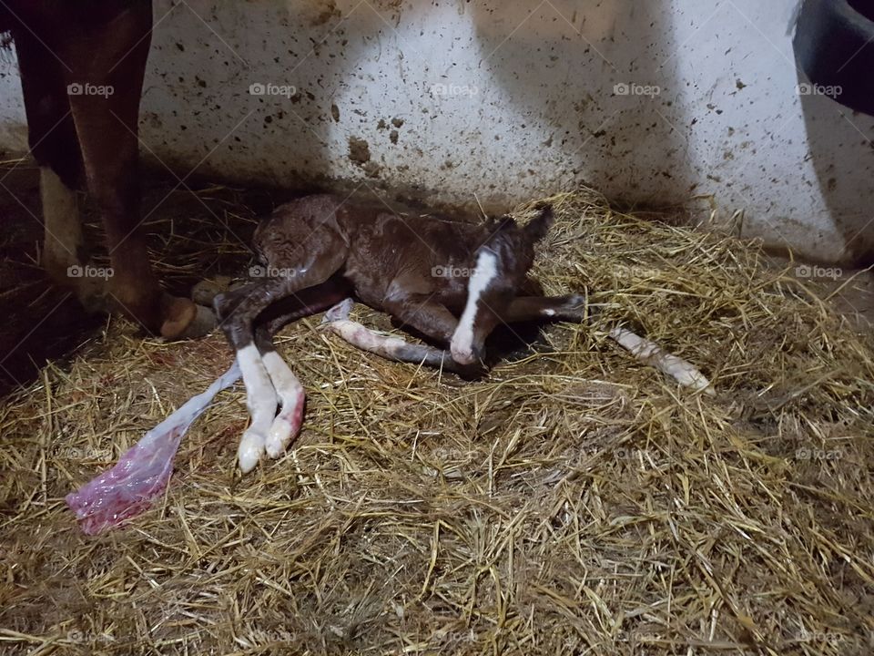 birth of foal 3