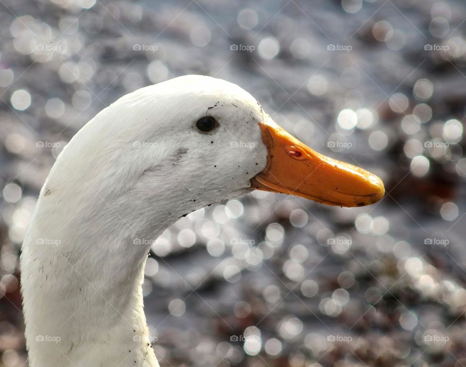 Colour white: portrait of a duck.
