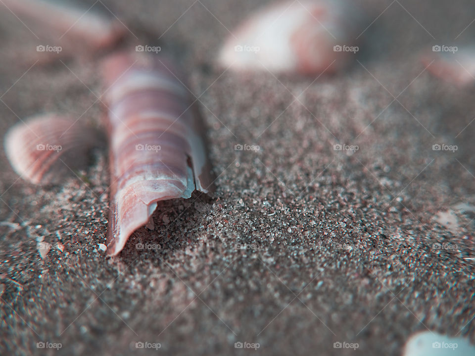 Razor Clam on sand