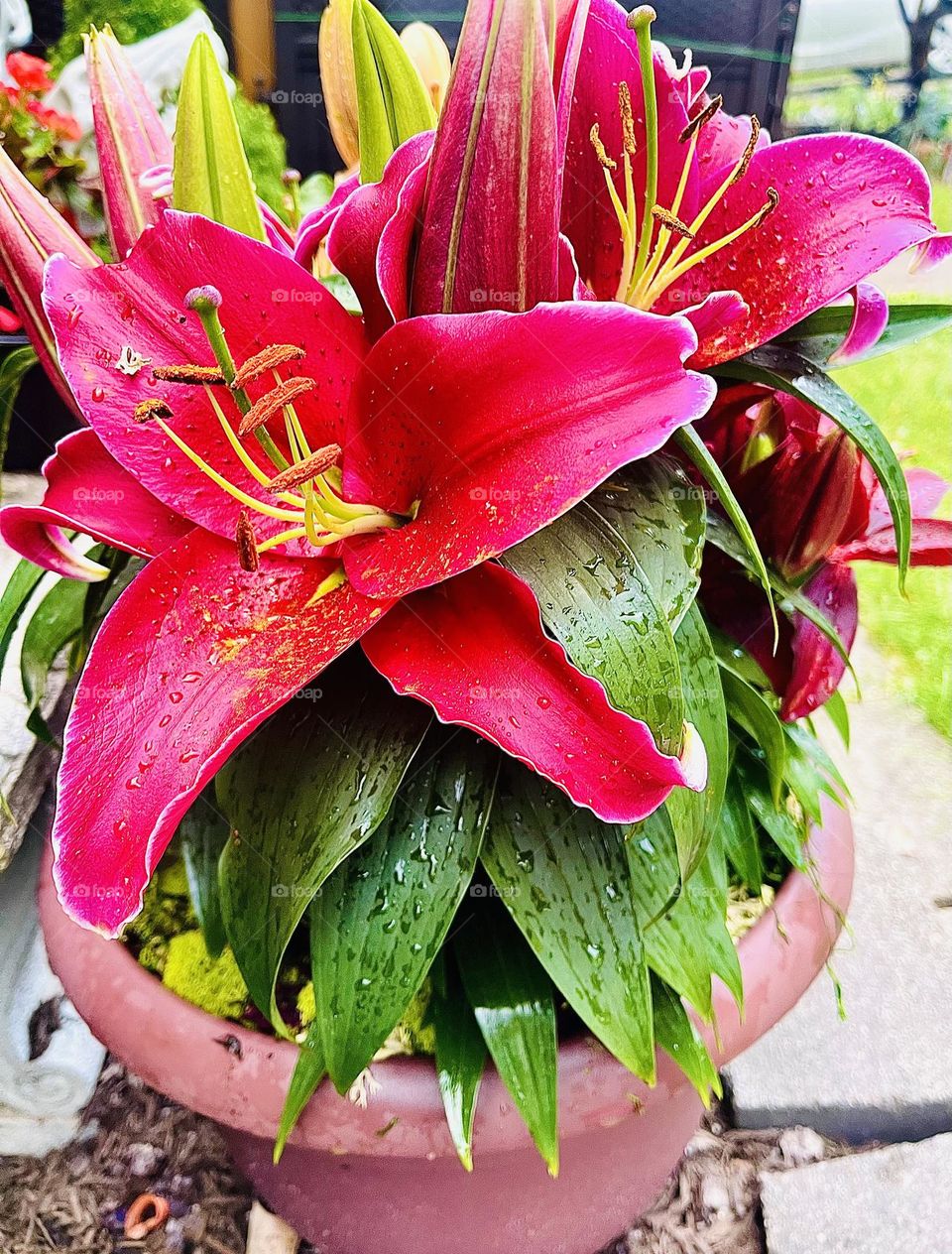 My day Lily pot that I planted 2 years ago, that come back every year. Every year, they have come back different colors! When I initially planted them, they were all bright orange.