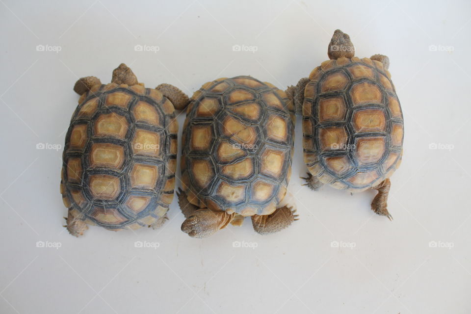 Trio of Desert Tortoises