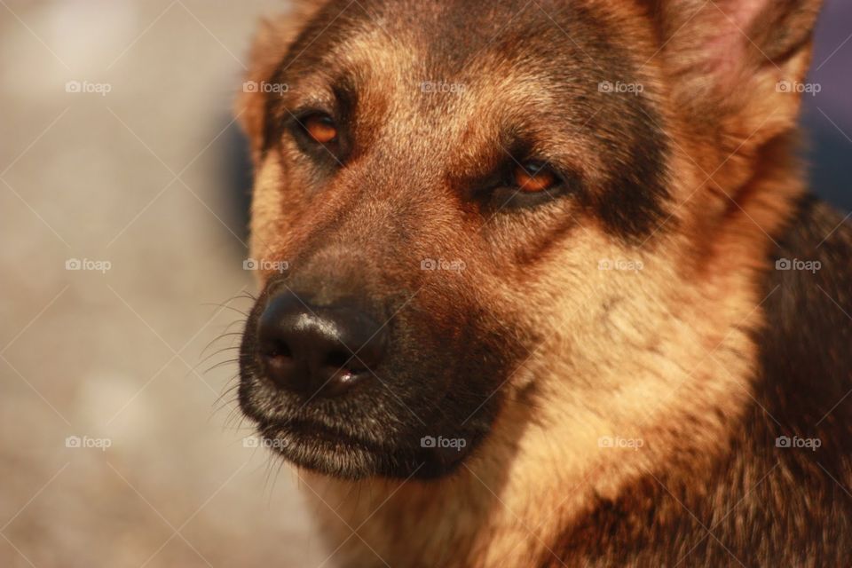 Dog, Canine, Mammal, Portrait, Cute