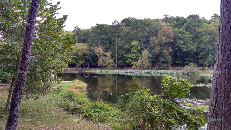 Pond at Forest Hill Park