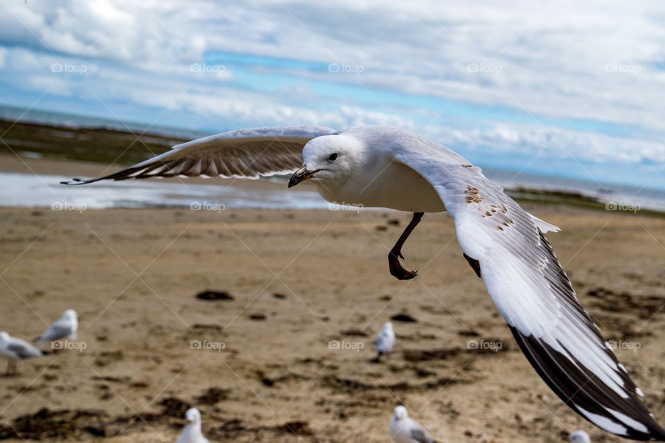 seagull flying over beach in Melbourne Australia