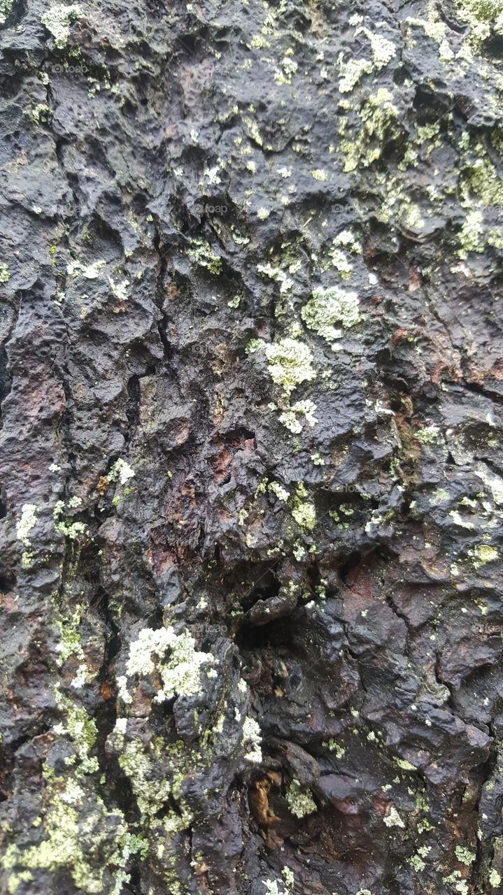 Close-up of Bark with Mold