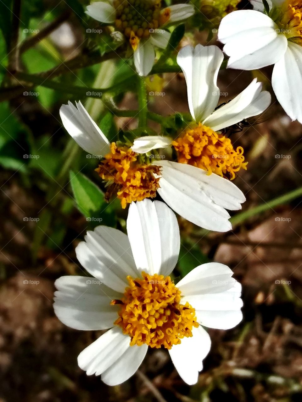 wildflower cluster
