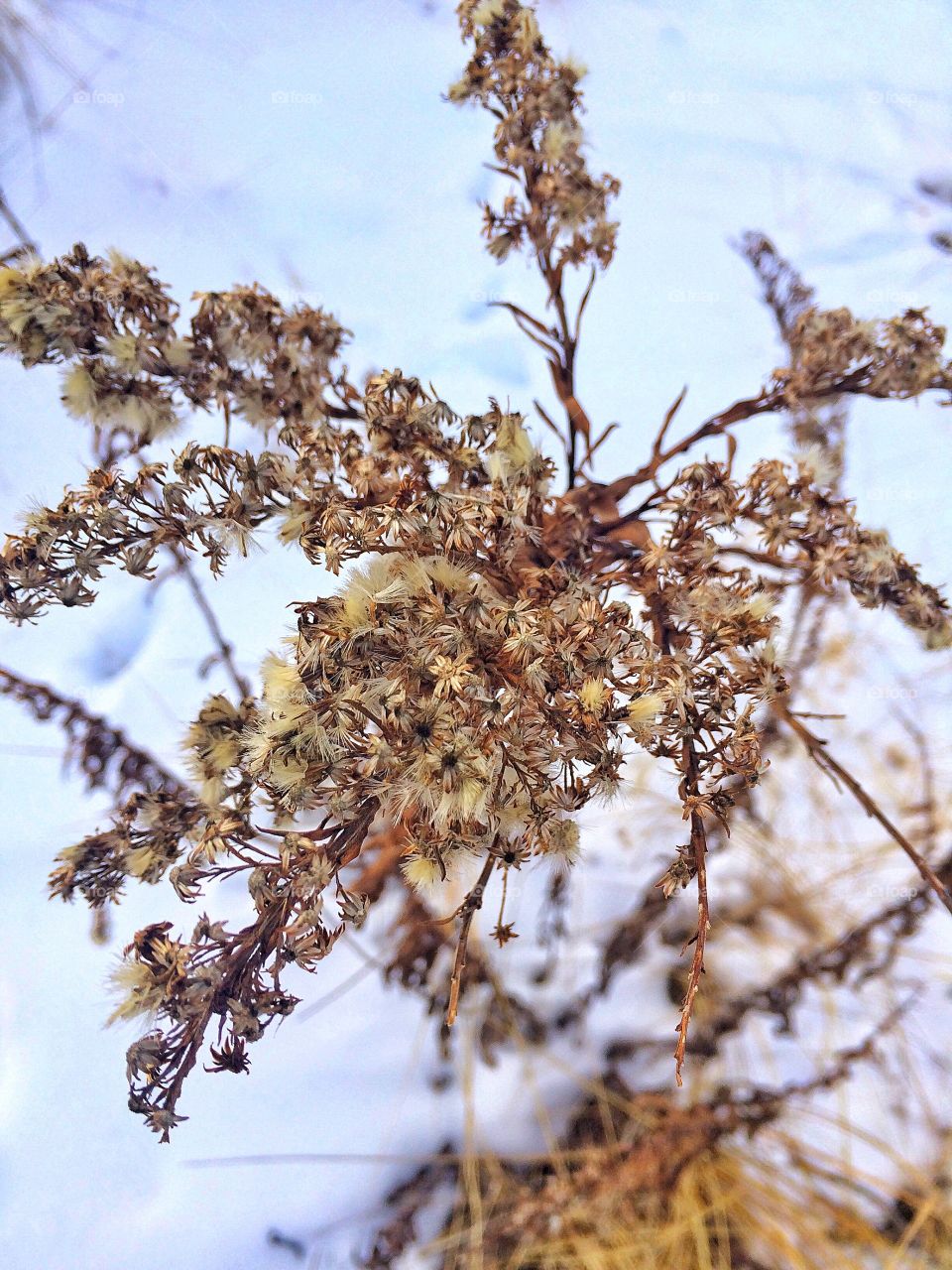 Low angle view of flowers