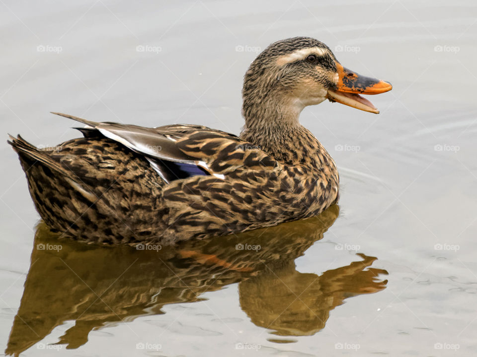 Quack. Female Mallard swimming in lake quacking