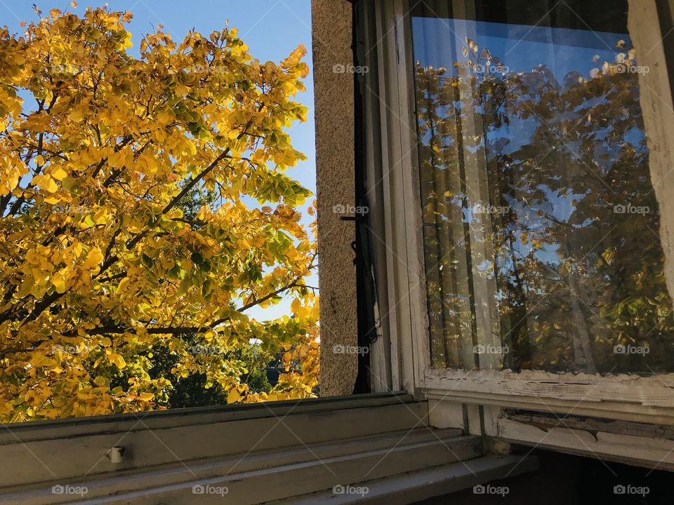 Here you see the tree with its autumn yellow leaves through a window.