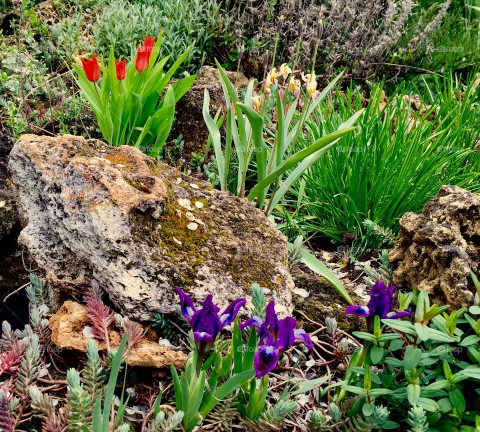 Spring flowers and stone 