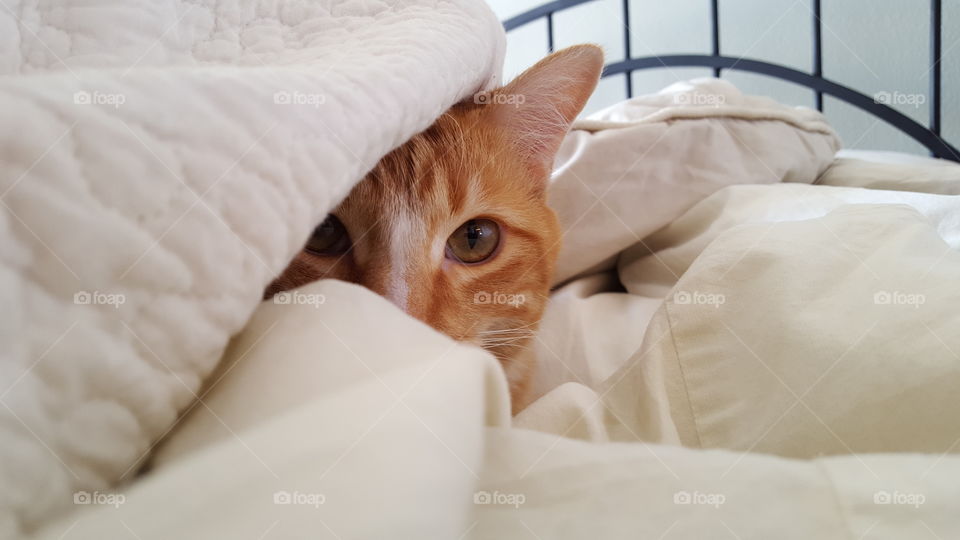 An orange tabby cat peeks out from under bed covers.